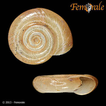 Image of ramshorn snails