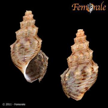 Image of unclassified Gastropoda