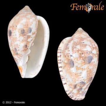 Image of Marginella Lamarck 1799