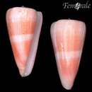 صورة Conus berdulinus Veillard 1972