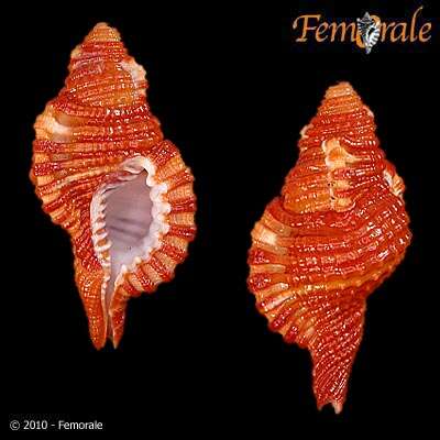 Image of triton shells