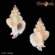 Image of Murex Snails