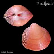 صورة Nemocardium Meek 1876