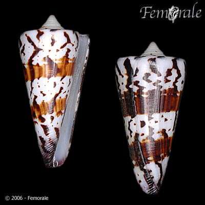 Image of Conus Linnaeus 1758