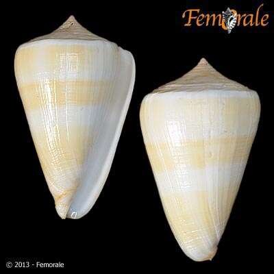 Image of cone snails