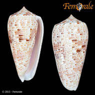 صورة Conus Linnaeus 1758