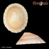 Image of Nacellidae Thiele 1891