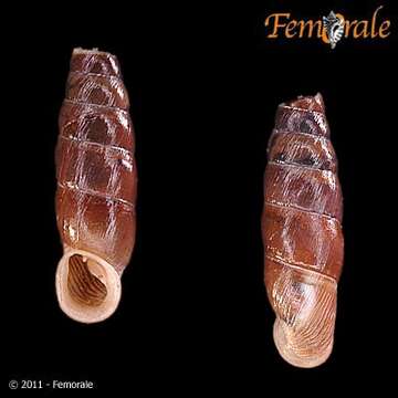 Imagem de <i>Isabellaria praecipua serviana</i> H. Nordsieck 1972