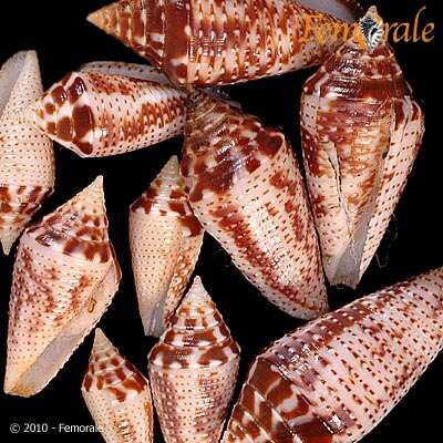 Image of Conasprella Thiele 1929