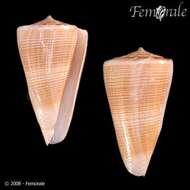 Image of cone snails