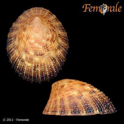 Image of prickly limpet