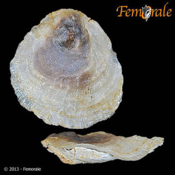 Image of Anomioidea Rafinesque 1815