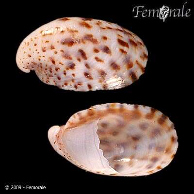 Crepidula arenata (Broderip 1834) resmi