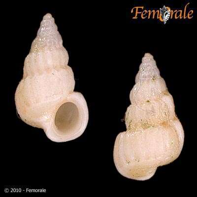 unclassified Gastropoda resmi