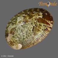 Image de Haliotoidea Rafinesque 1815