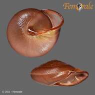 Image of Pleurodontidae