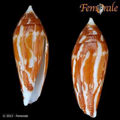 Image of cone snails