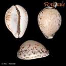 صورة Cypraea tigris pardalis Shaw 1794