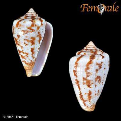 صورة Conus ardisiaceus Kiener 1850