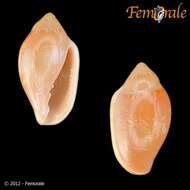 Image of Marginella Lamarck 1799