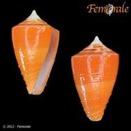 Image of Rawai cone snail