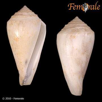 Image of Conasprella Thiele 1929