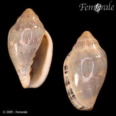 Image of Marginella ornata Redfield 1870