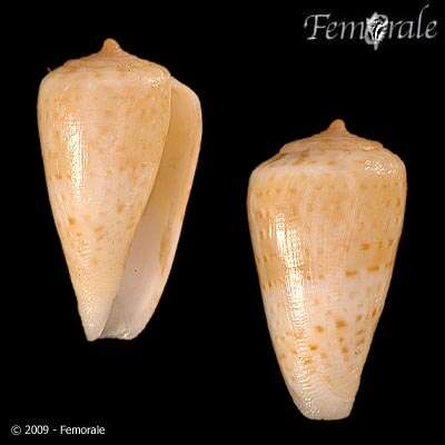 صورة Conus Linnaeus 1758