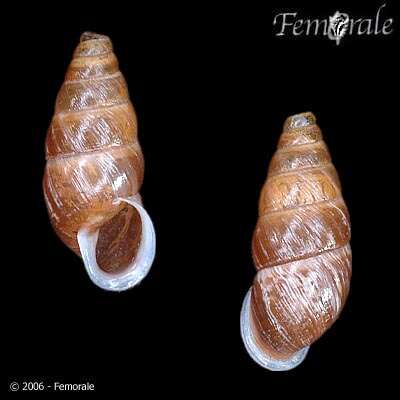 صورة Buliminidae