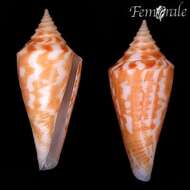 صورة Conus castaneus Kiener 1848