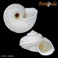 صورة Pomatiidae