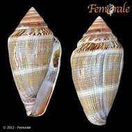 Image of cone snails