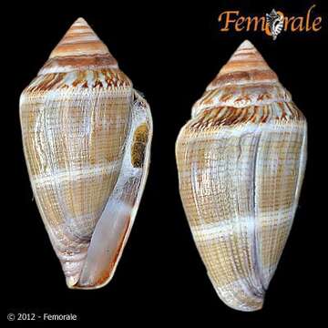 Image of cone snails