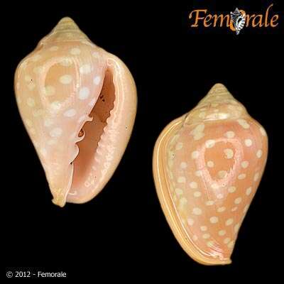 Image of Marginella Lamarck 1799