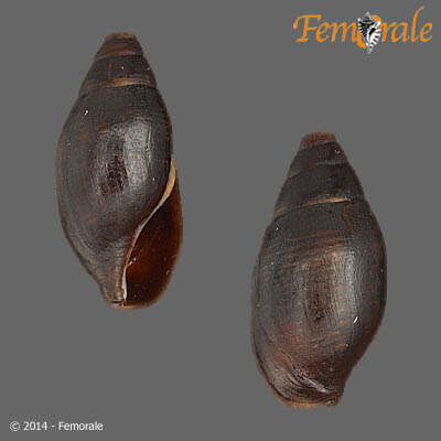 Image of Melanopsidae