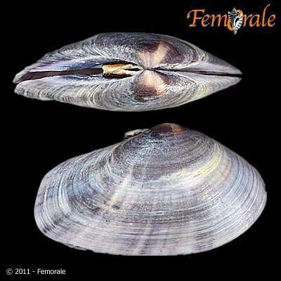 Imagem de Psammobiidae J. Fleming 1828