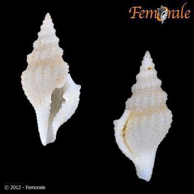 Imagem de Clathurellidae H. Adams & A. Adams 1858