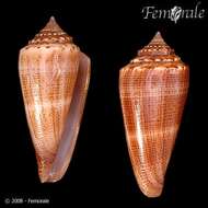 Image of <i>Conus furvus albicans</i> Sowerby 1857