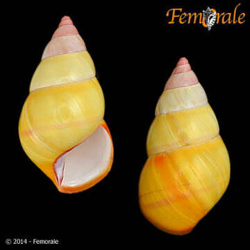 Image of <i>Liguus fasciatus</i>