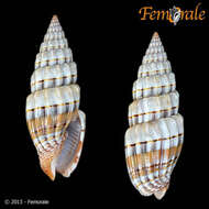 Image of Vexillum semifasciatum (Lamarck 1811)