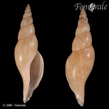 Sivun Ptychatractidae Stimpson 1865 kuva