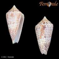 Image of Conasprella Thiele 1929