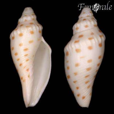 Image of Scaphella robusta (Dall 1889)