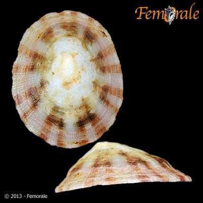 Image of Nacellidae Thiele 1891