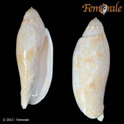 Image of Volutoconus Crosse 1871