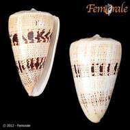 Image of cone snails