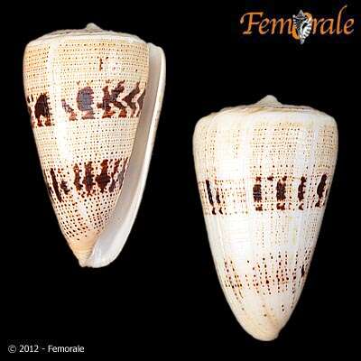 Image of cone snails