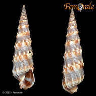 Image of Needle Whelks