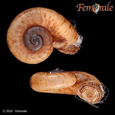 صورة <i>Rhiostoma jousseaumei</i> de Morgan 1885