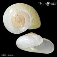 Image of black-faced snails